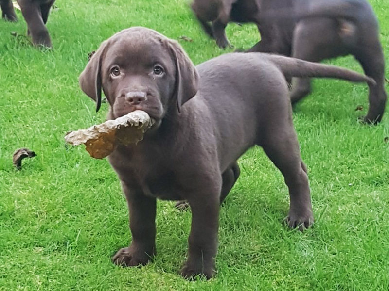 Adogs: Labrador pups