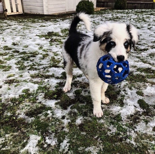 Border Collie