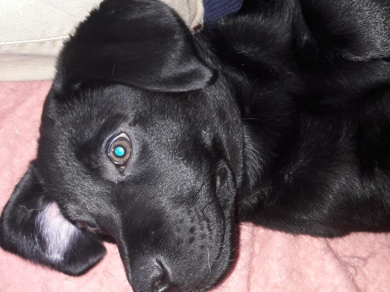 Labrador – Rex