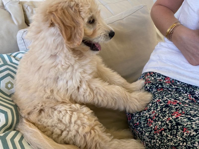Goldendoodle – Buddy