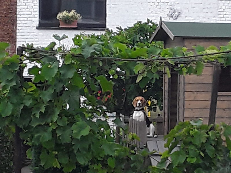 Beagle – Kjil