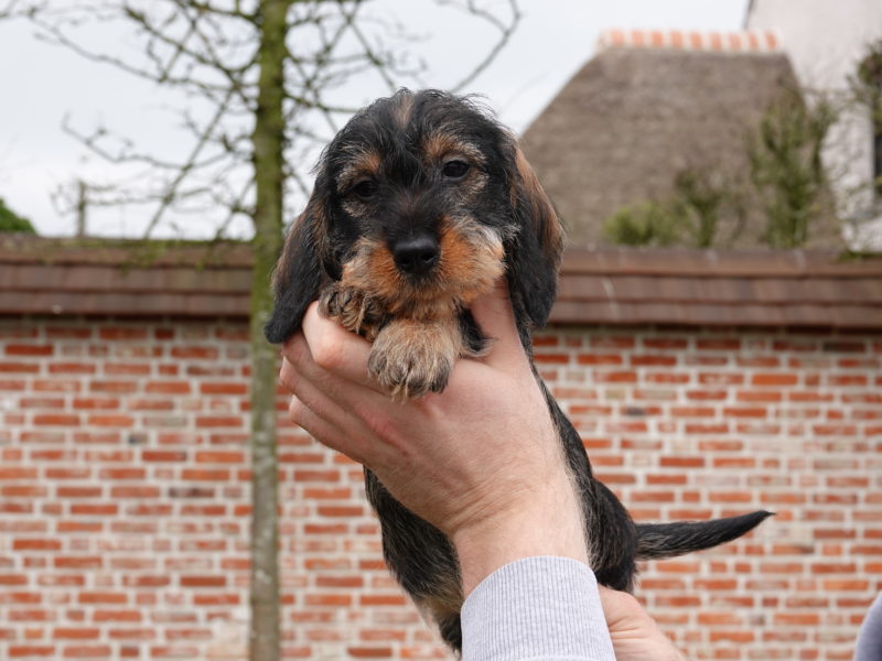 Ruwharige teckel puppy's van Adogs
