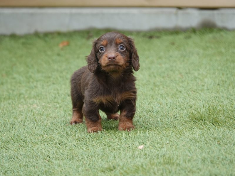 Kaninchen teckel puppy's van Adogs