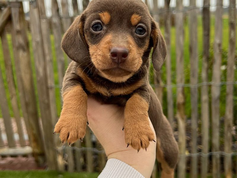 Puppy met stamboom kopen bij Adogs in de Noorderkempen