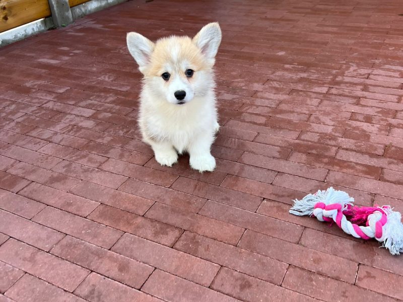 Corgi goede fokker voor pups met karakter én kwaliteit