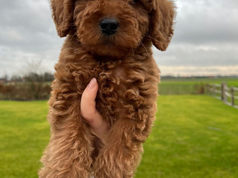 Labradoodle goede fokker voor gezonde en sociale pups