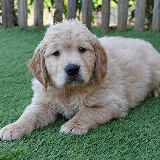 Golden Retriever kennel met hart voor het ras