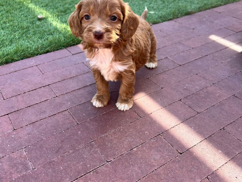 Cavapoo kennel waar karakter en liefde samenkomen