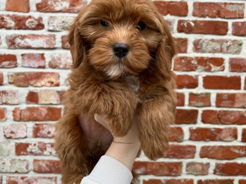 Cockapoo kennel met pups vol energie