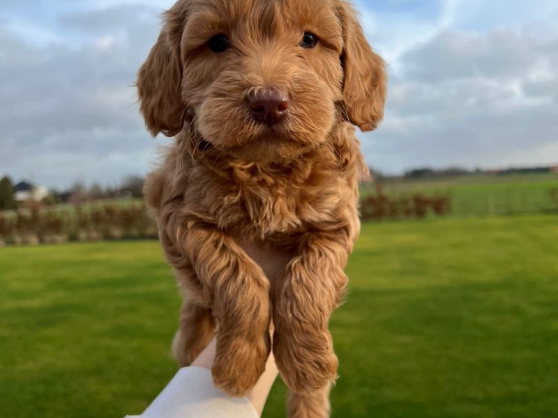 Goldendoodle kennel met sociale, gezonde pups van topkwaliteit