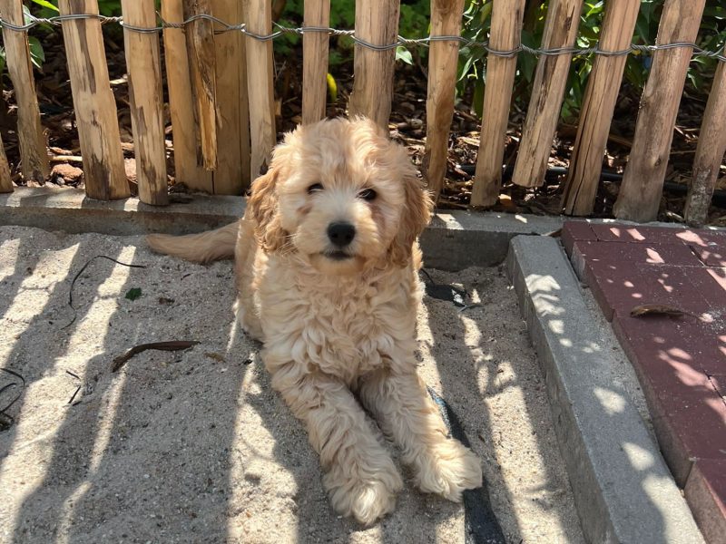 Maltipoo kennel voor gezonde pups