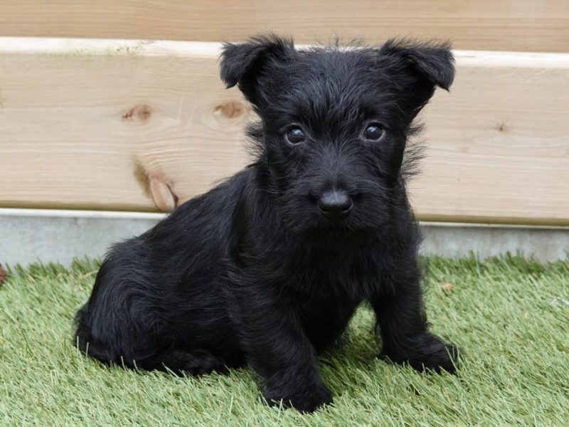 Schotse terrier kennel voor liefhebbers van karaktervolle pups