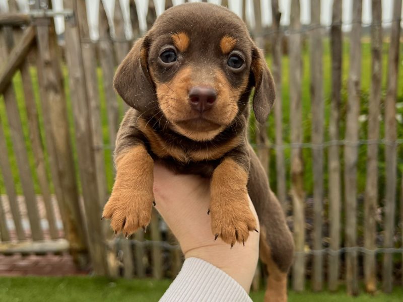 Teckel kennel met liefde voor het ras en een sterke fokvisie