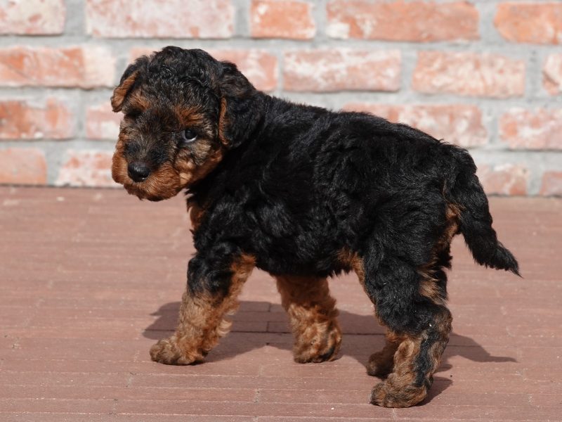 Welsh terrier kennel met oog voor karakter