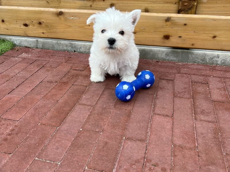 Westie kennel waar gezondheid en karakter centraal staan