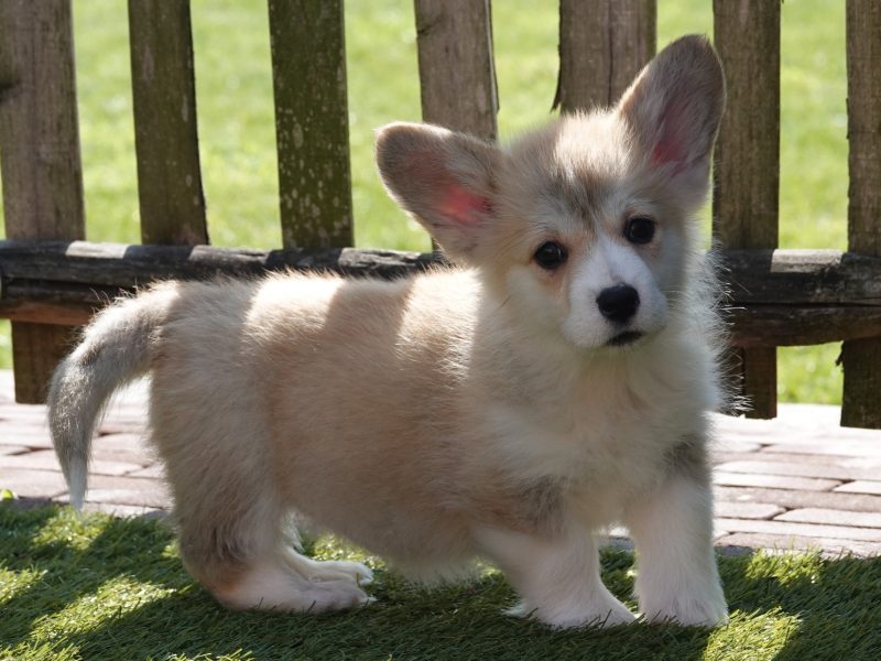Corgi Pembroke kennel met hart voor raszuivere pups