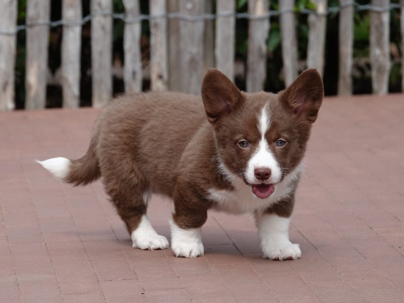 Corgi Cardigan kennel voor gezonde, sociale pups