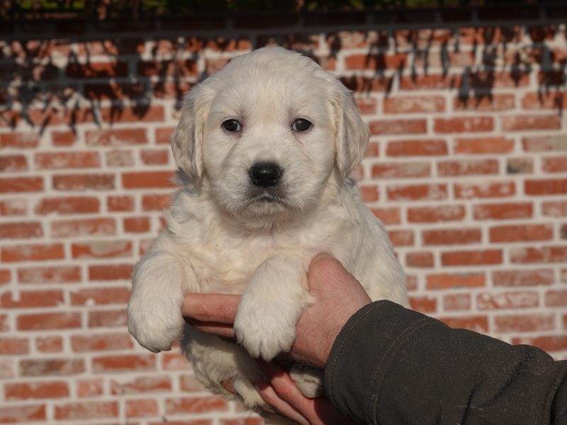 Hoe weet ik of een Golden Retriever pup past in mijn gezin?
