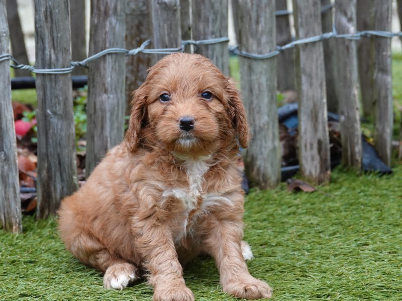 Wat zijn de karaktereigenschappen van een Cockapoo pup?
