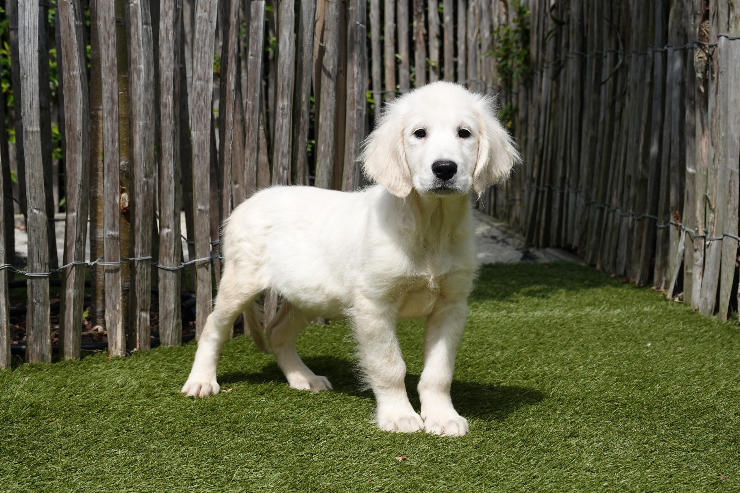 Golden retriever