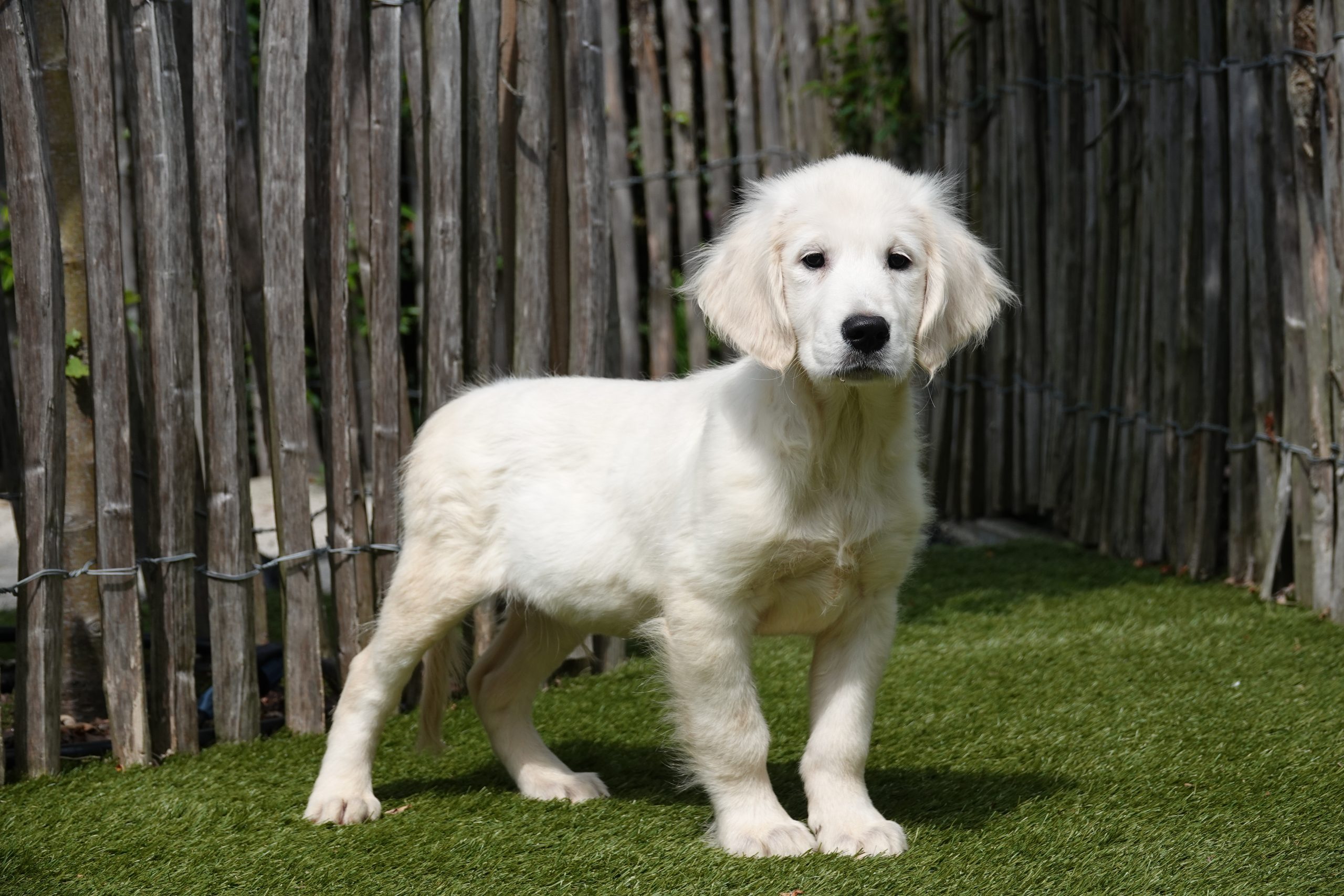 Golden retriever