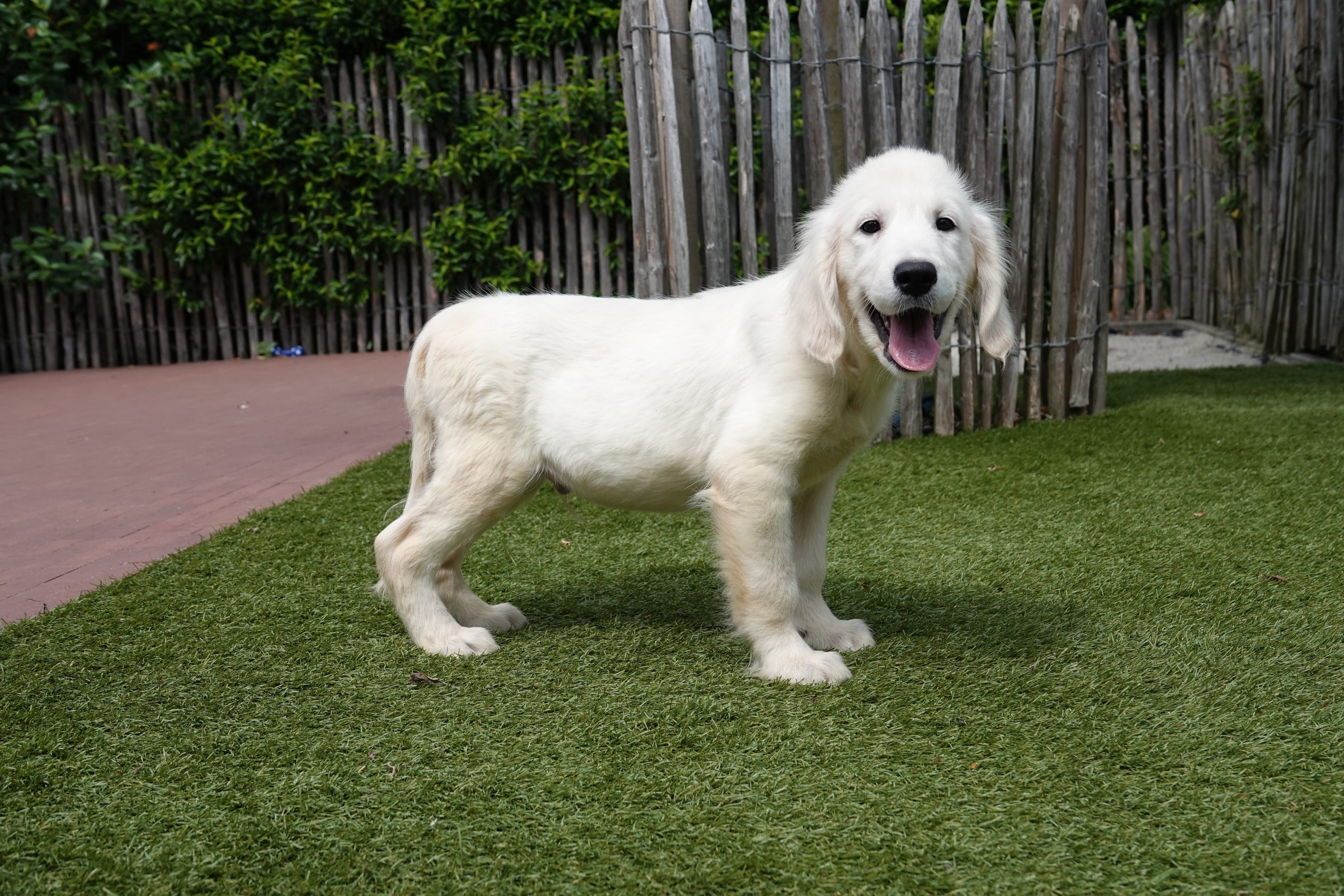 Golden retriever