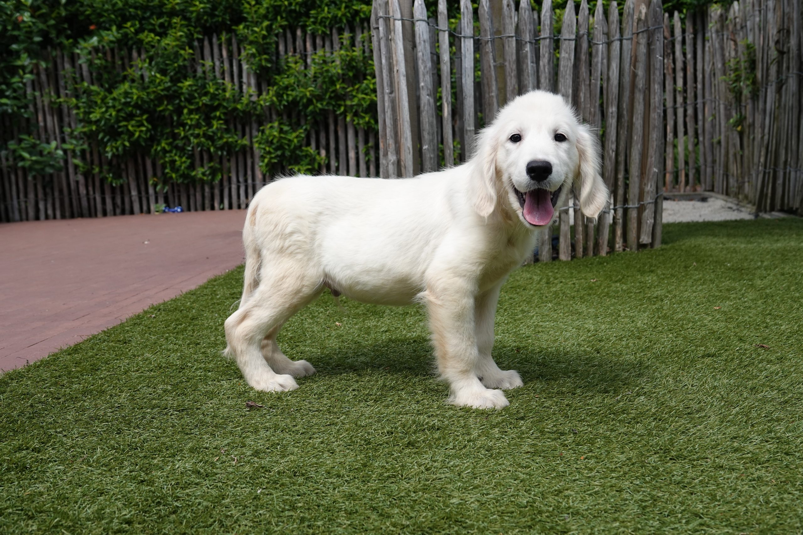Golden retriever