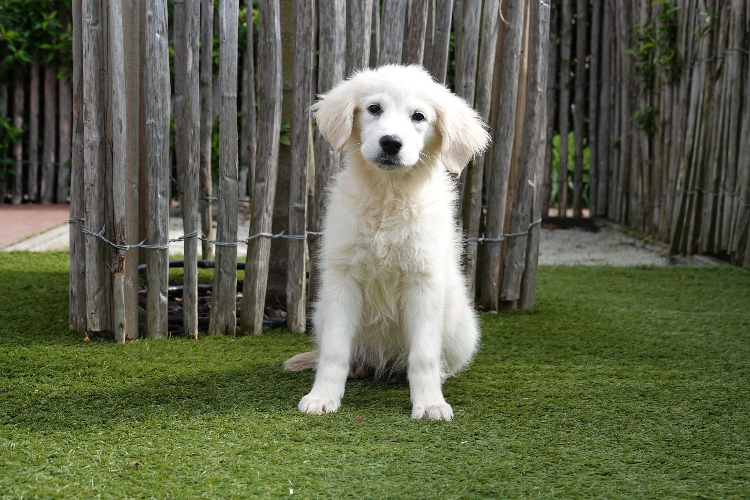 Golden retriever