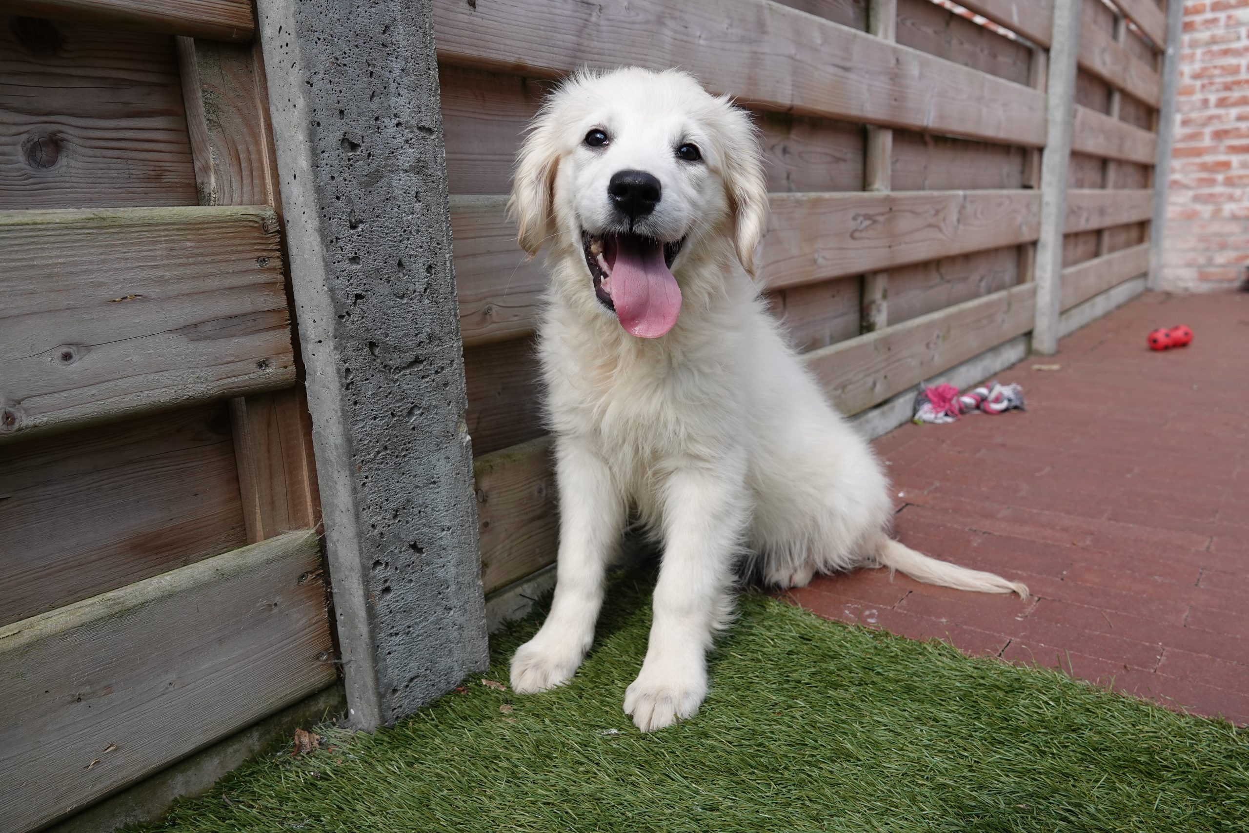 Golden retriever
