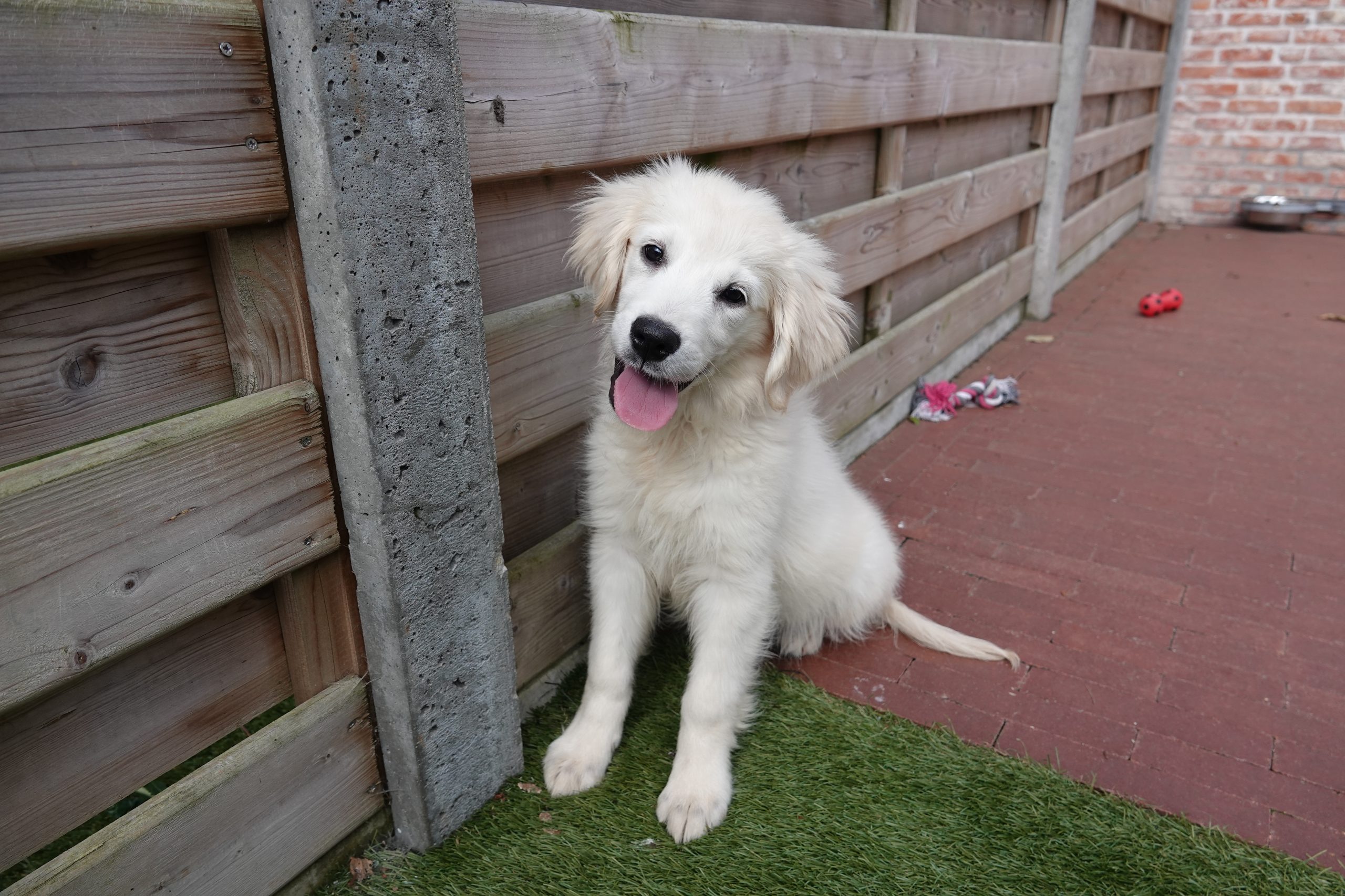 Golden retriever