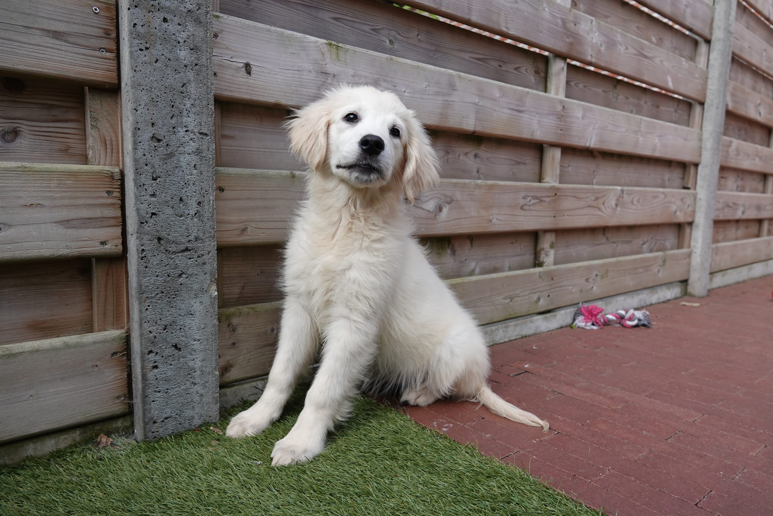 Golden retriever