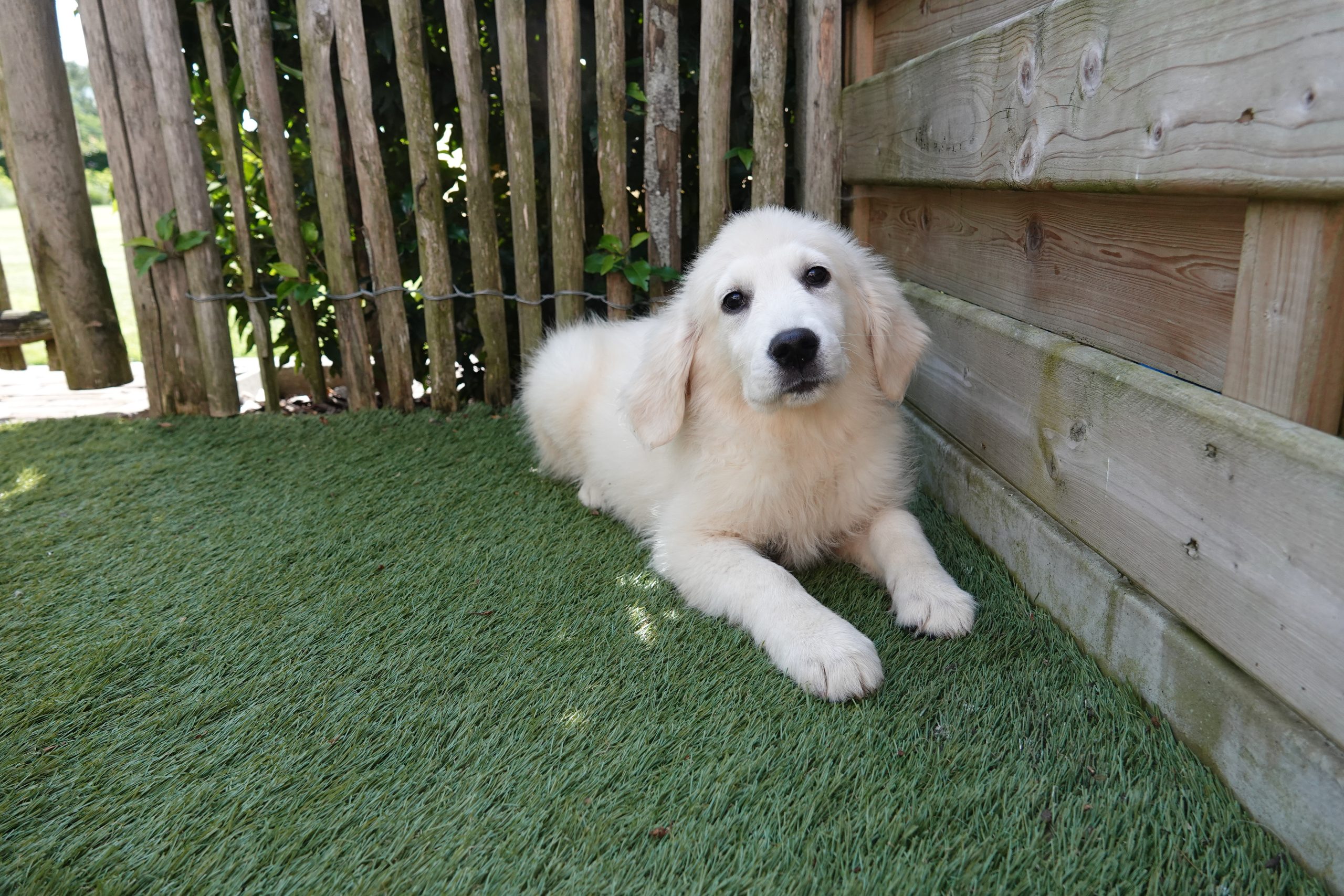 Golden retriever