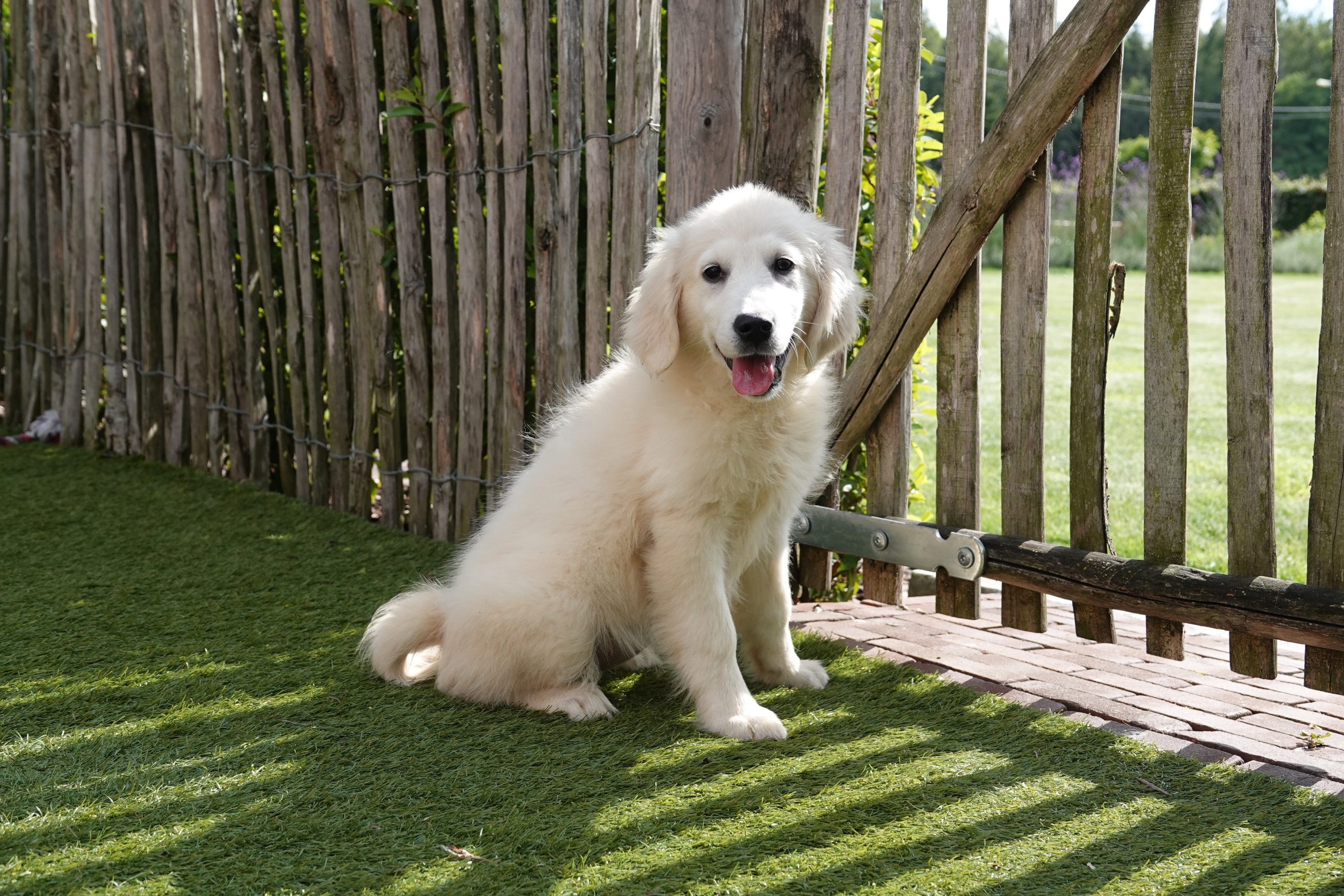 Golden retriever