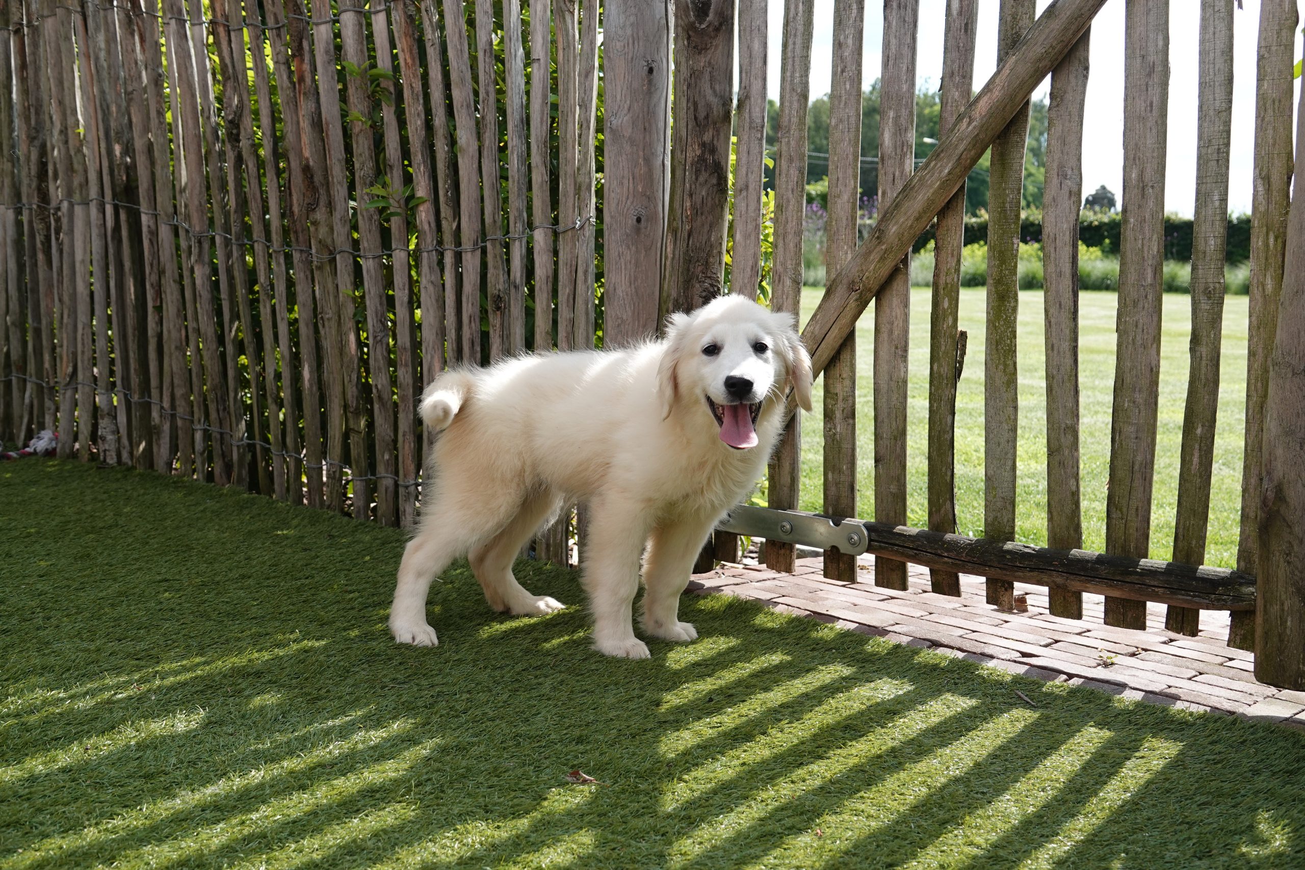 Golden retriever