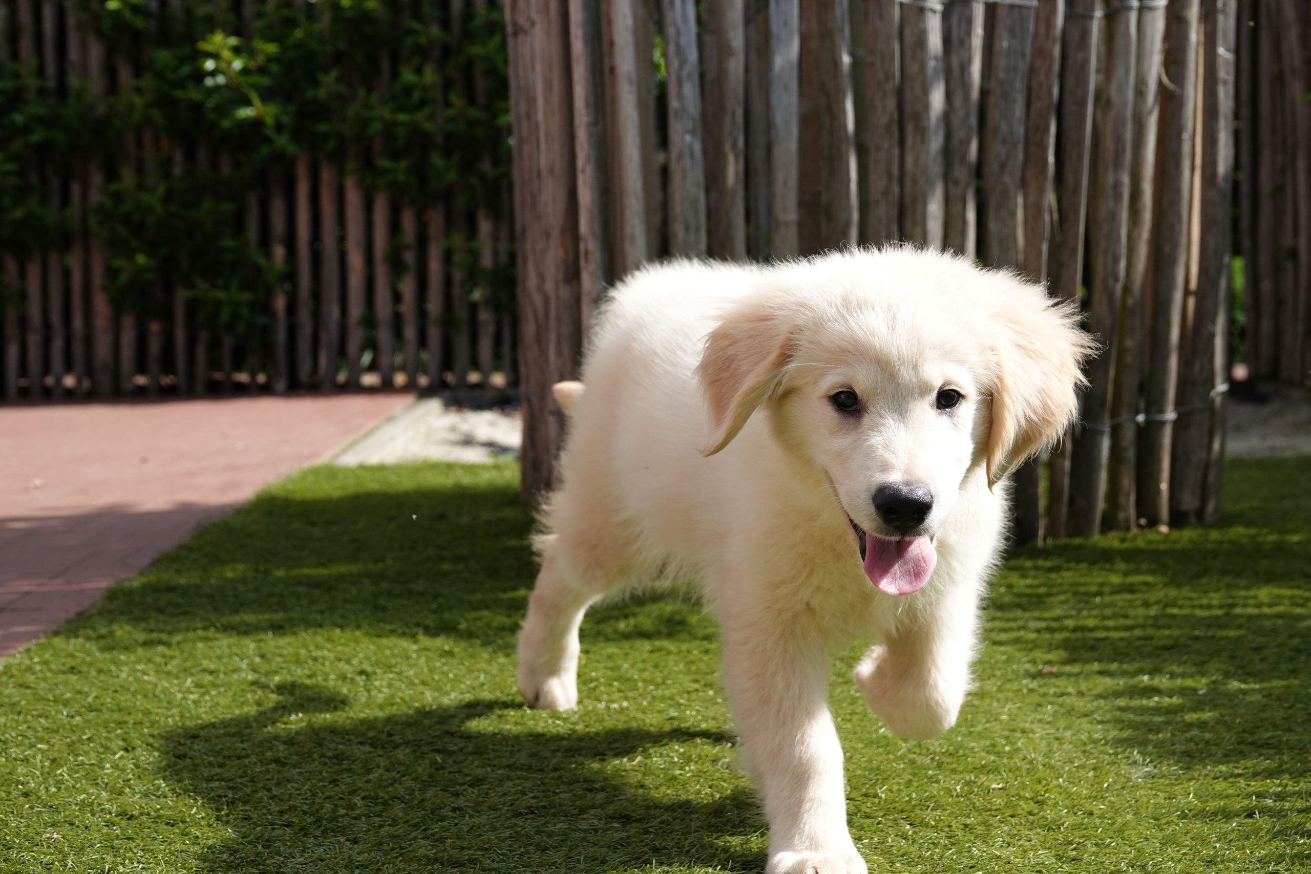 Golden retriever
