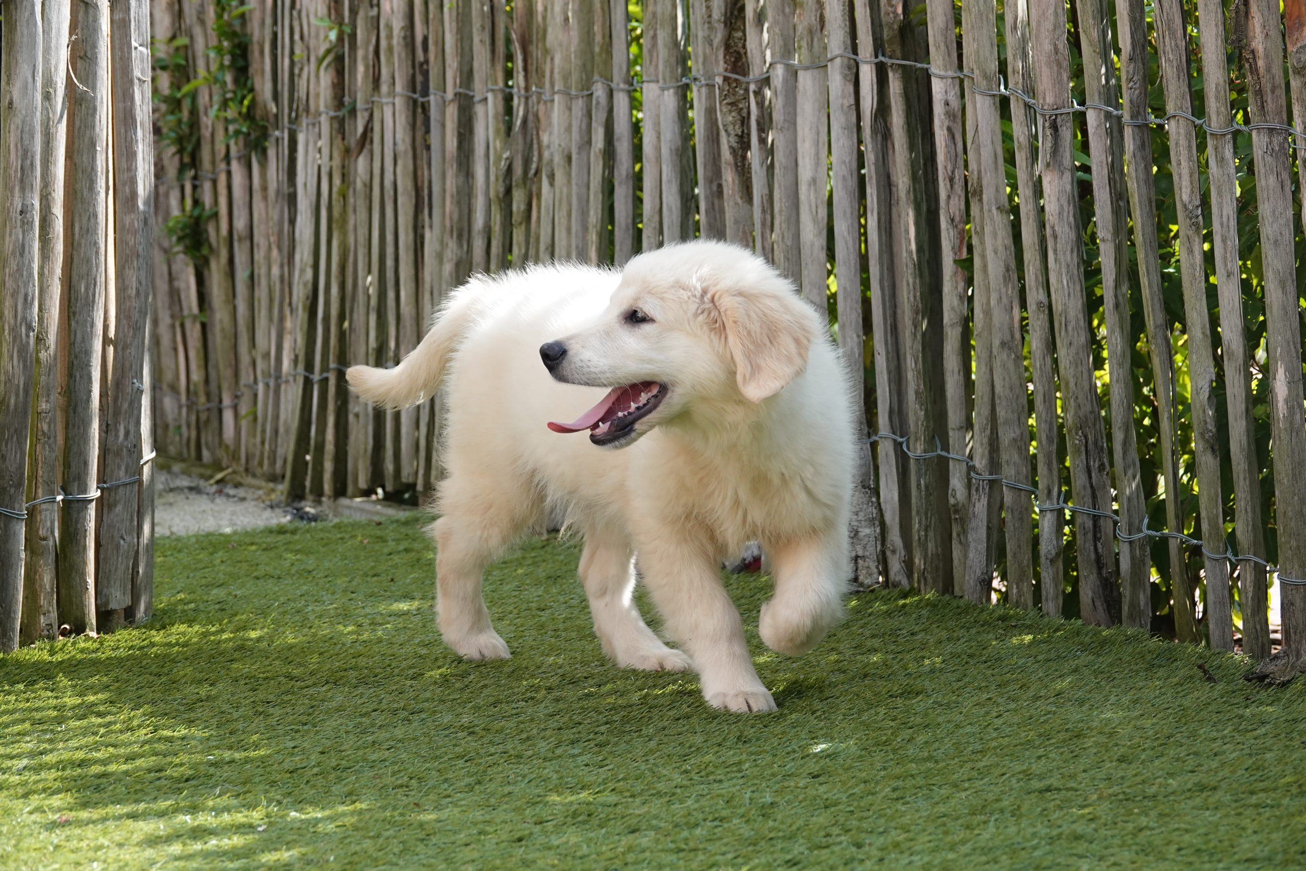 Golden retriever