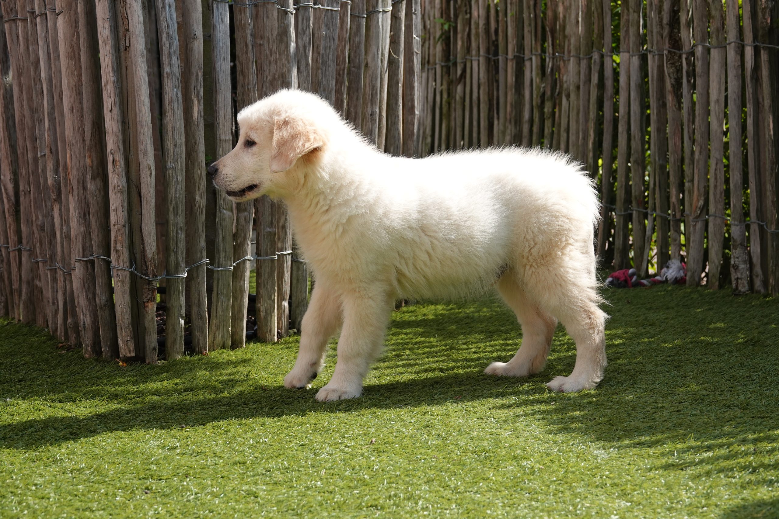 Golden retriever