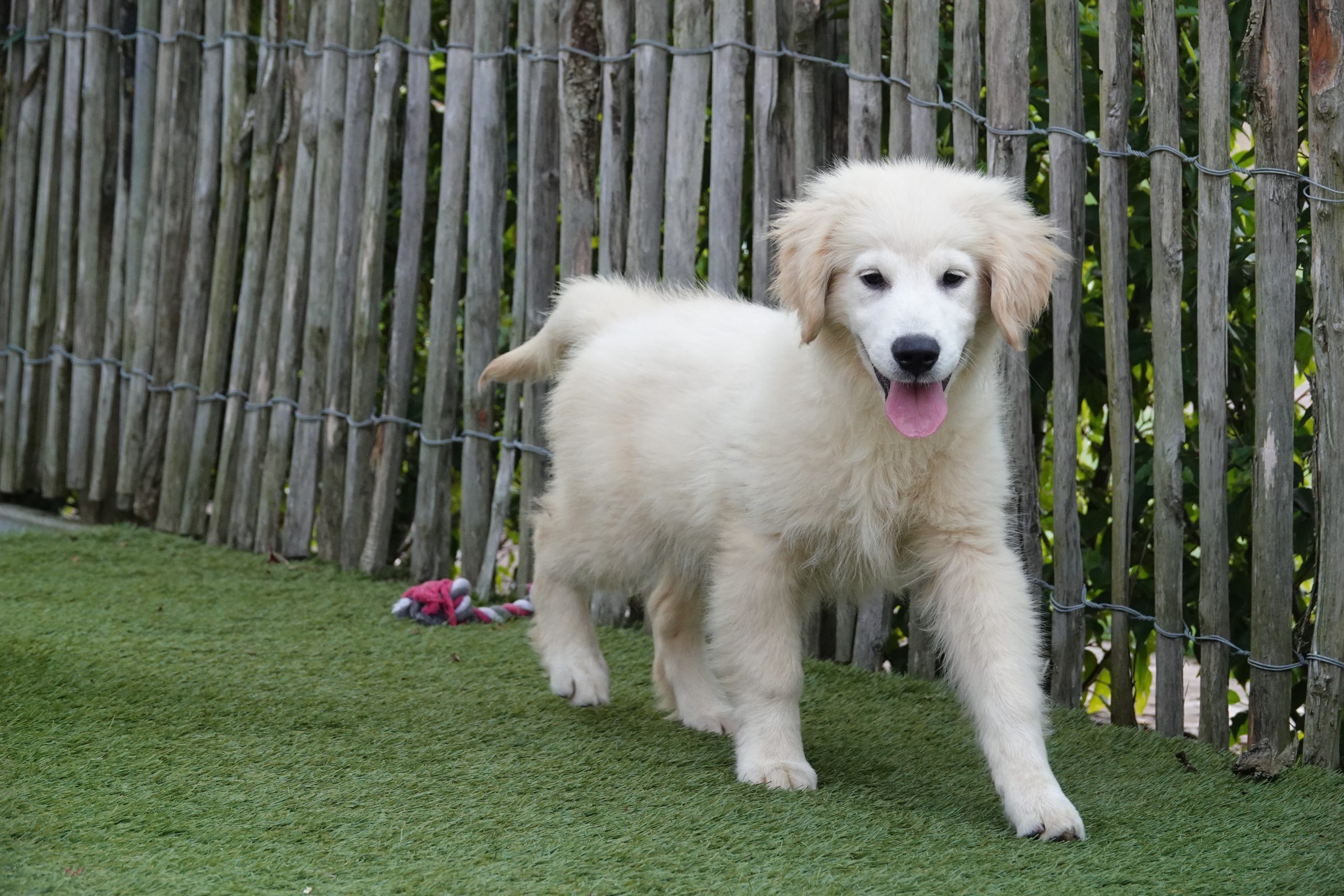 Golden retriever