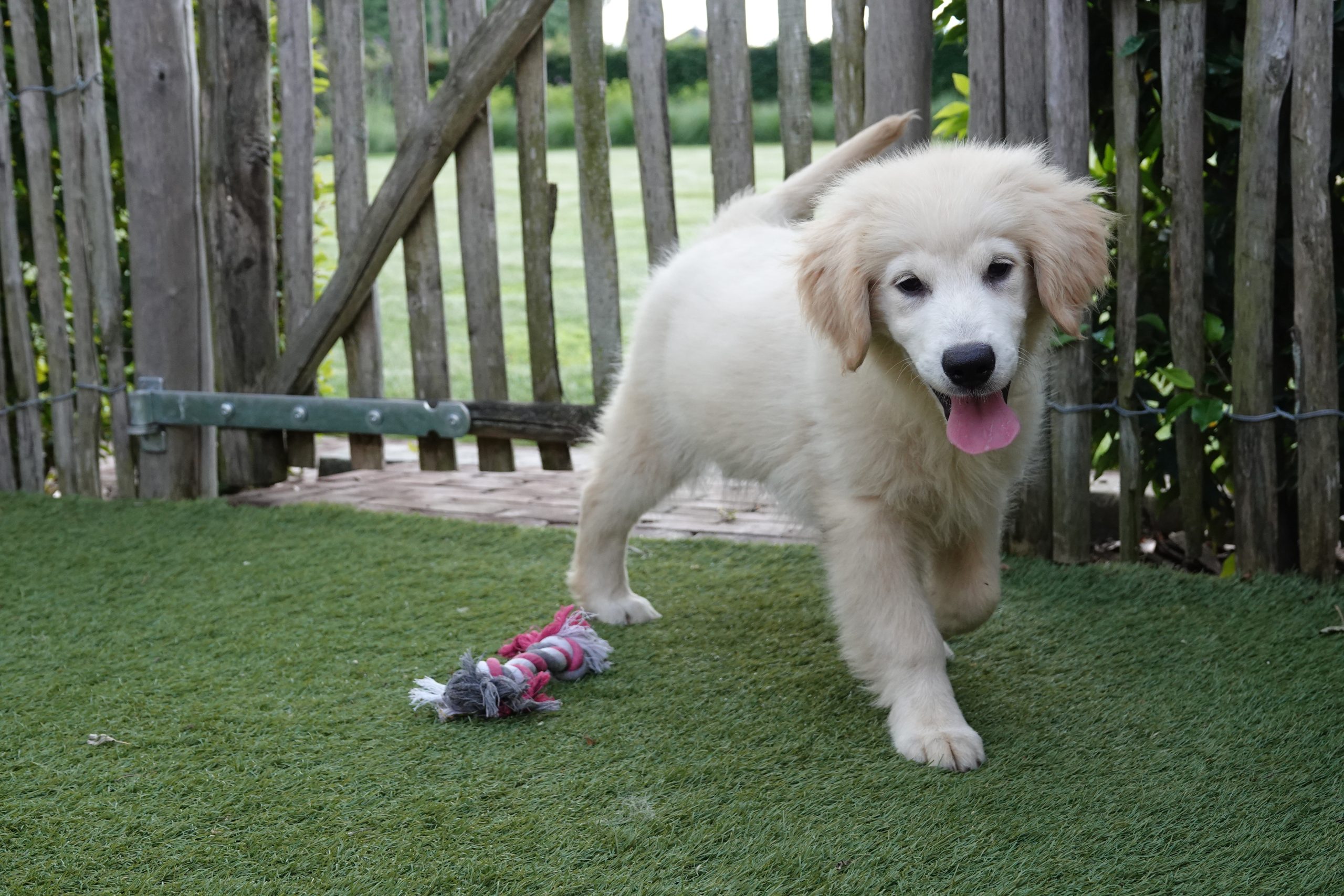 Golden retriever