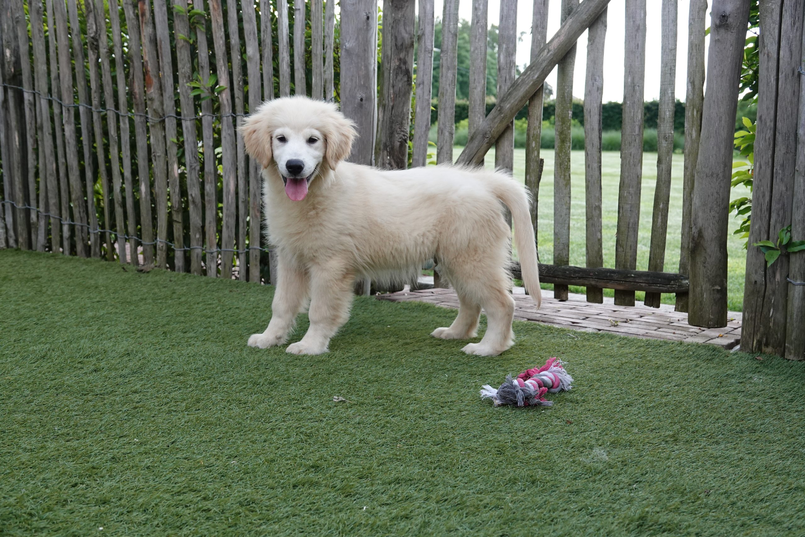 Golden retriever