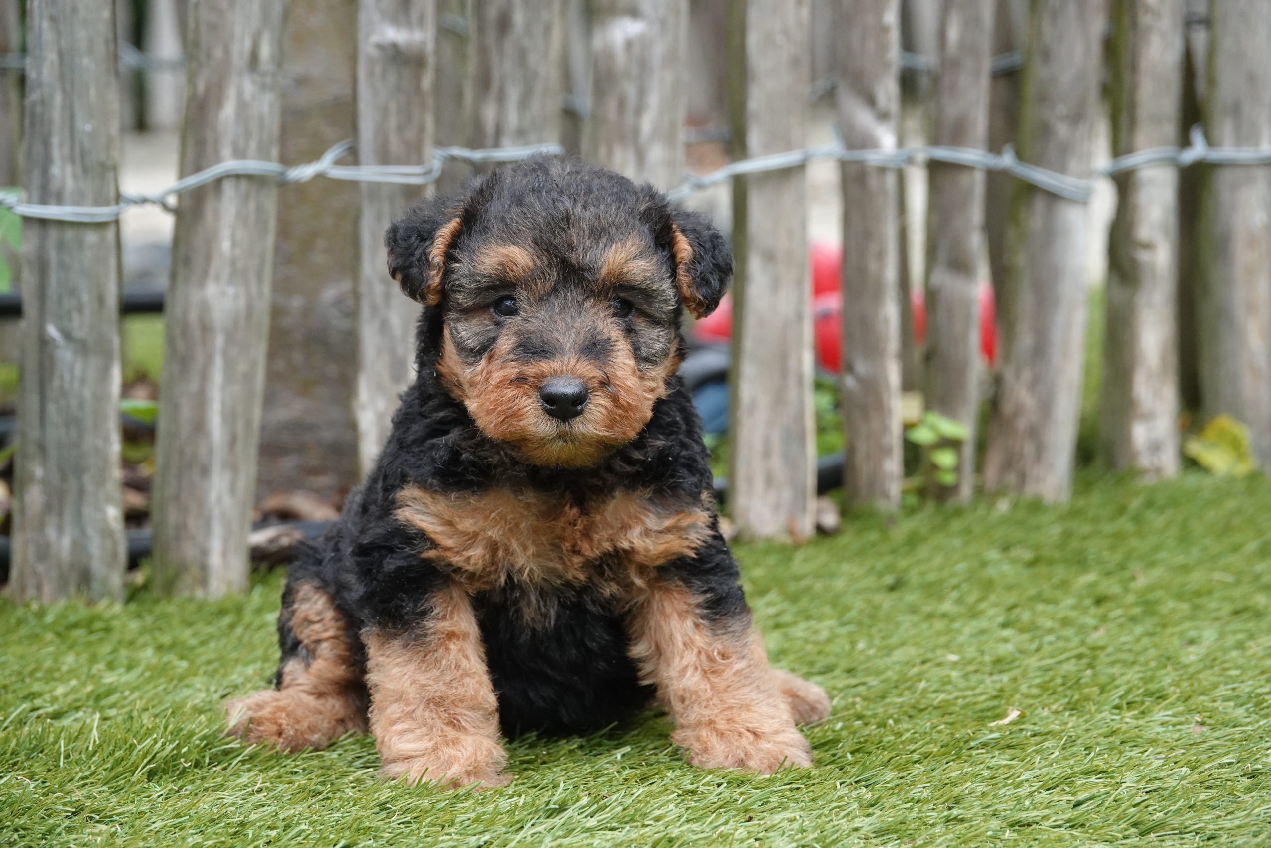 Welsh terriër
