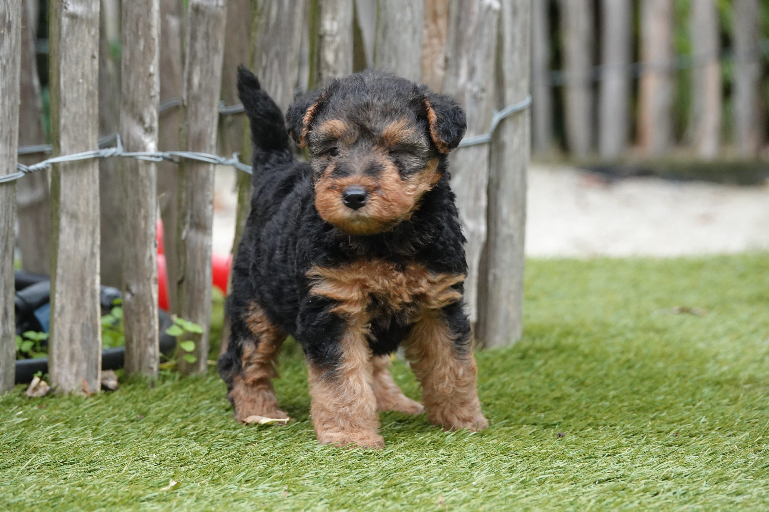 Welsh terriër