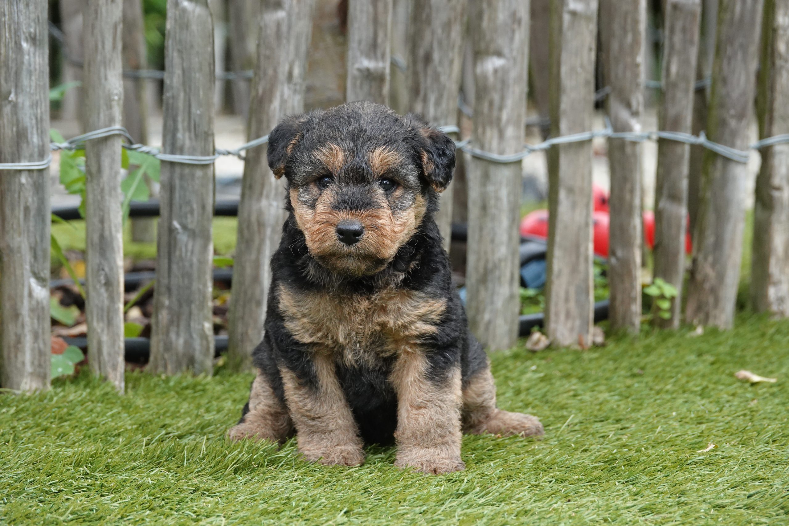 Welsh terriër