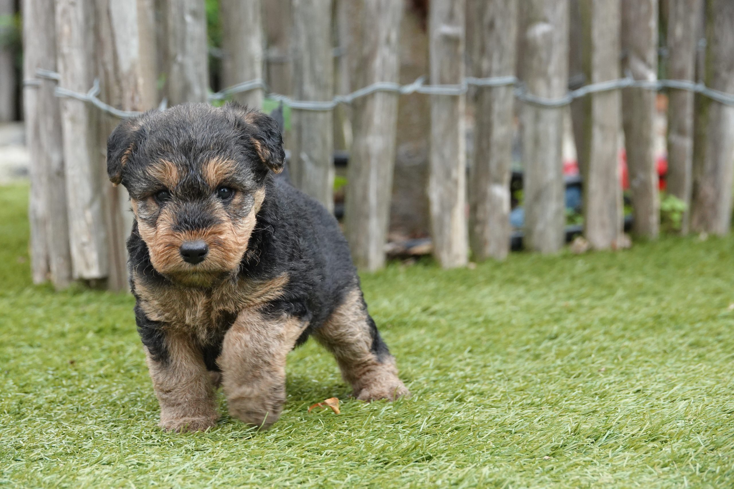 Welsh terriër
