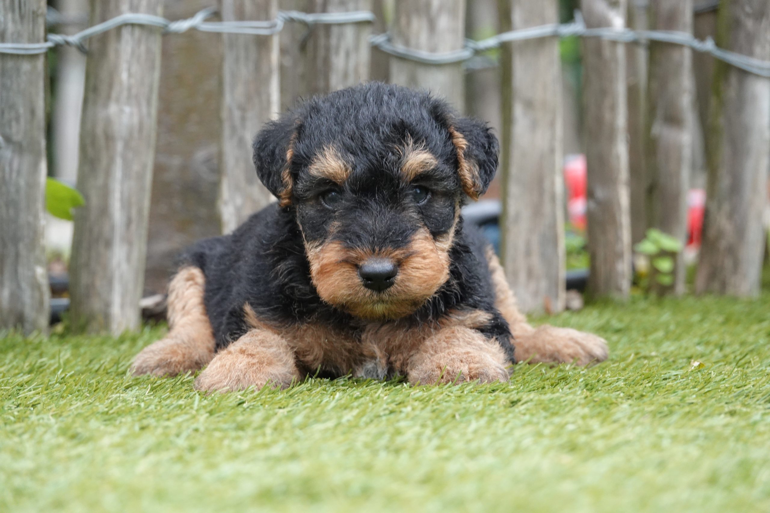 Welsh terriër