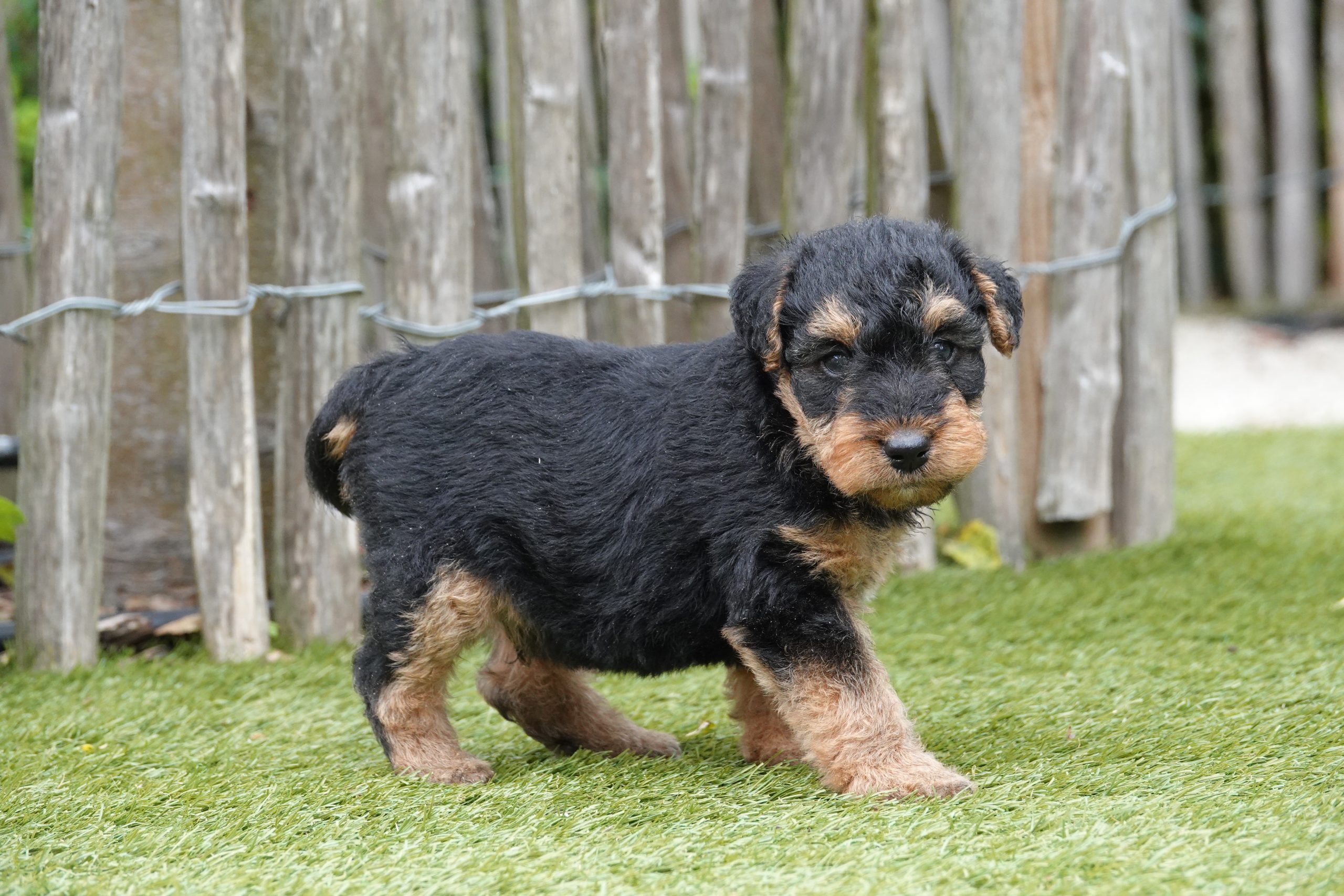 Welsh terriër