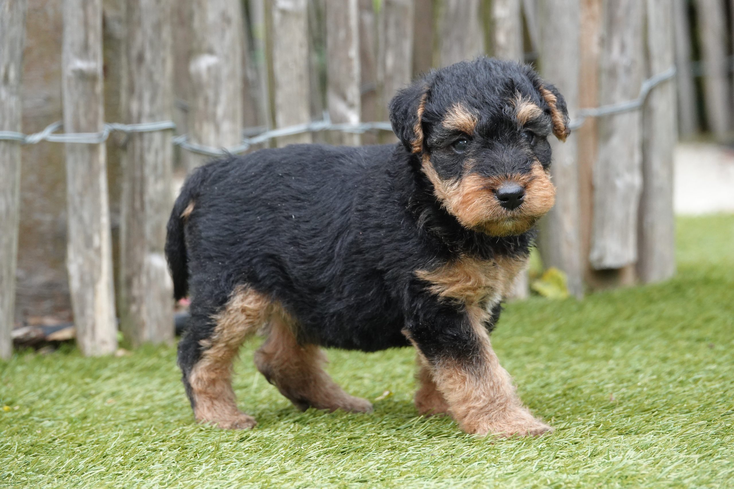 Welsh terriër