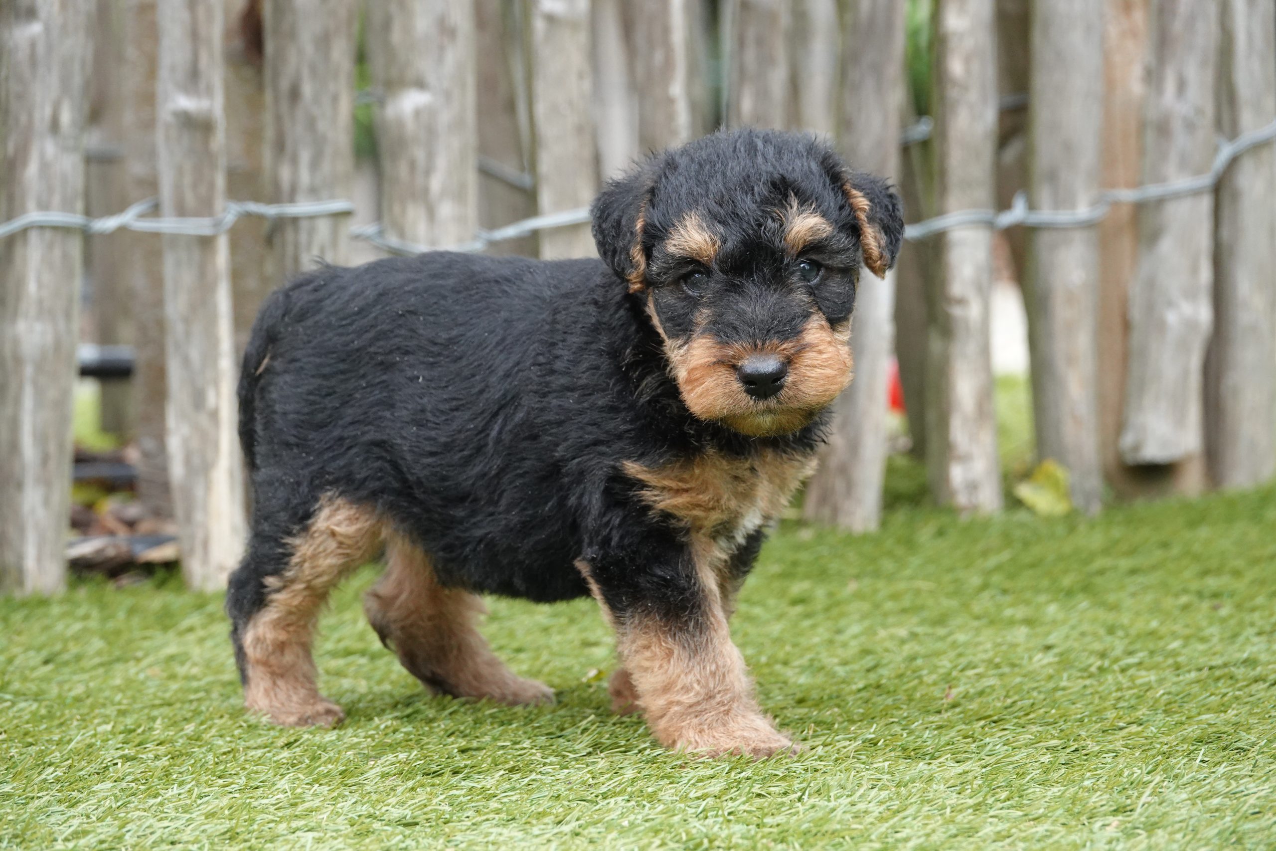 Welsh terriër