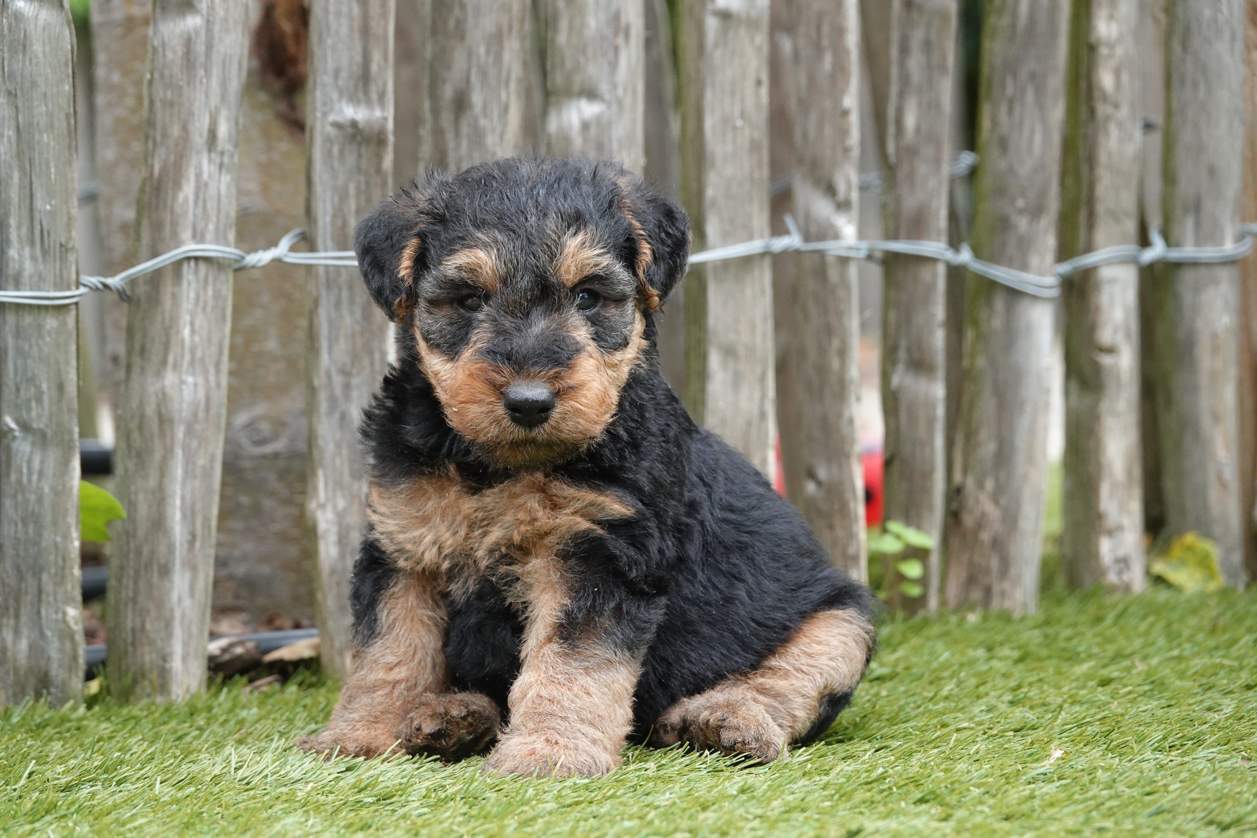 Welsh terriër