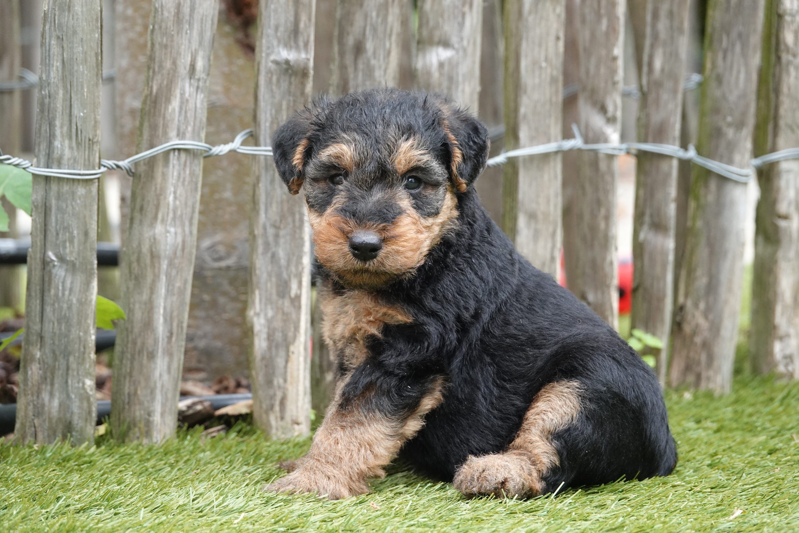 Welsh terriër